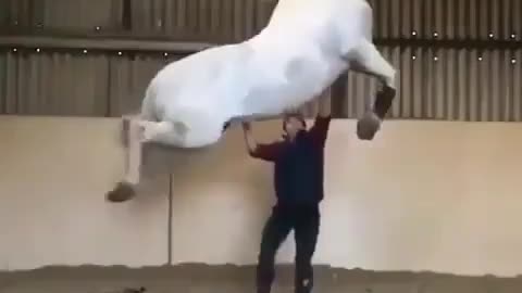 Training horses video