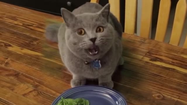 Cat eating vegetables 🐱 #cat #catvideo @cat