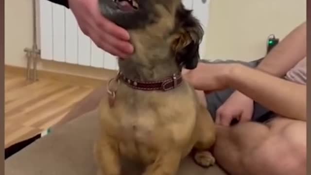 How to funny dogs every day