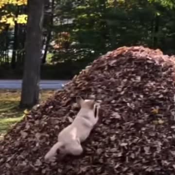Cats jumping over fences