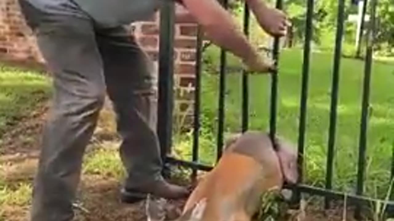 Kind man rescuing a deer trapped in his fence