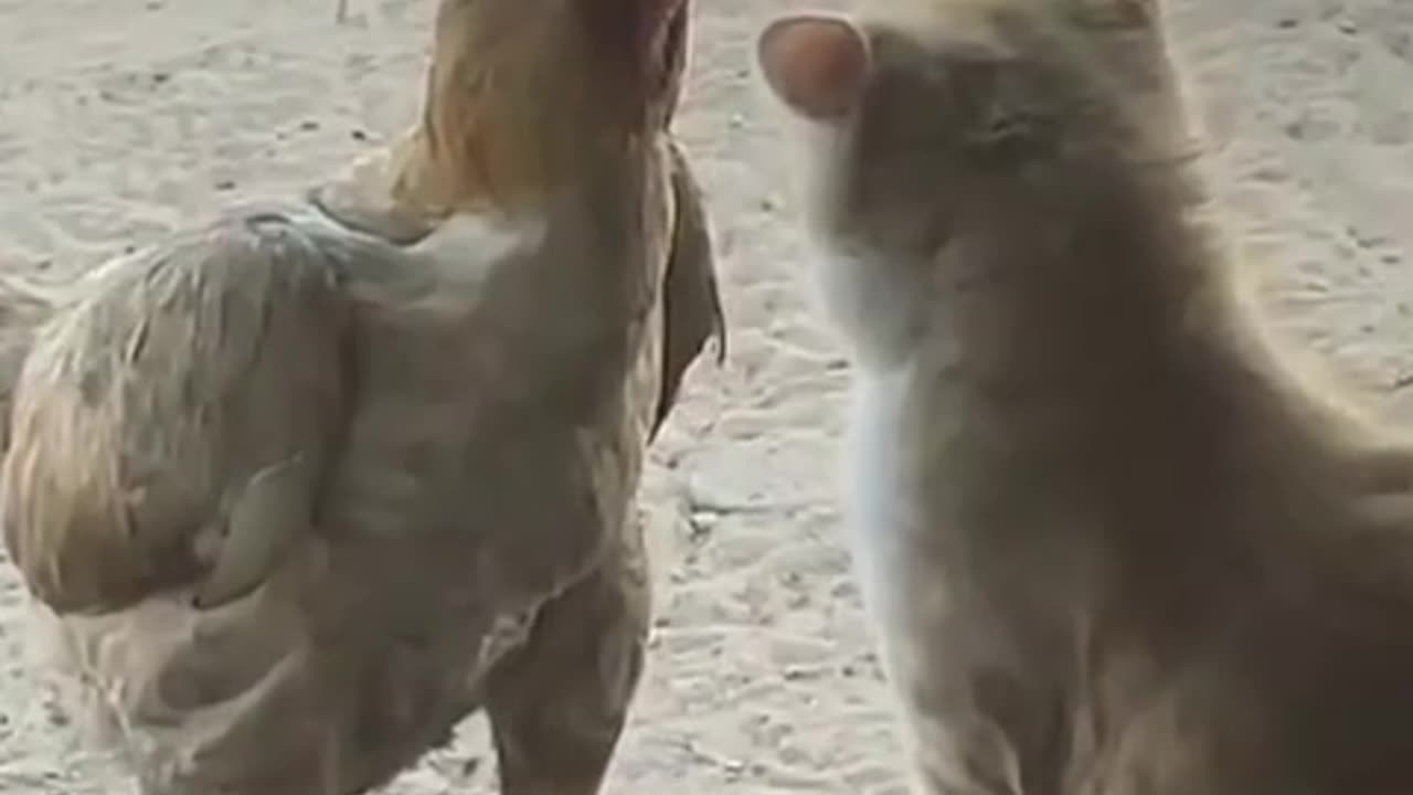 Cat versus chicken