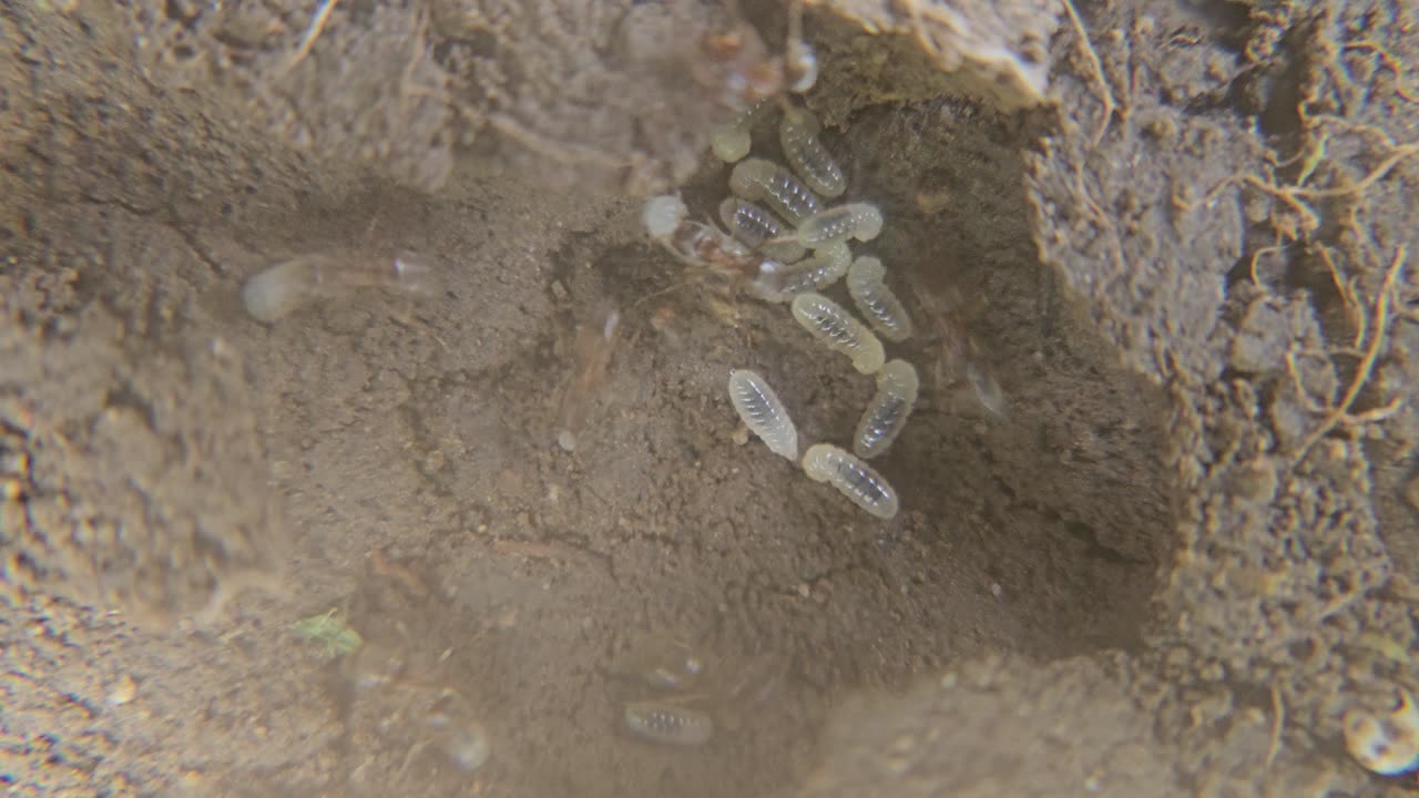 Ants Collecting their Larvae