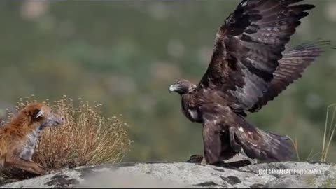 Eagle vs fox amazing clip