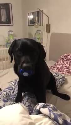 Big baby doggy sucks on his pacifier