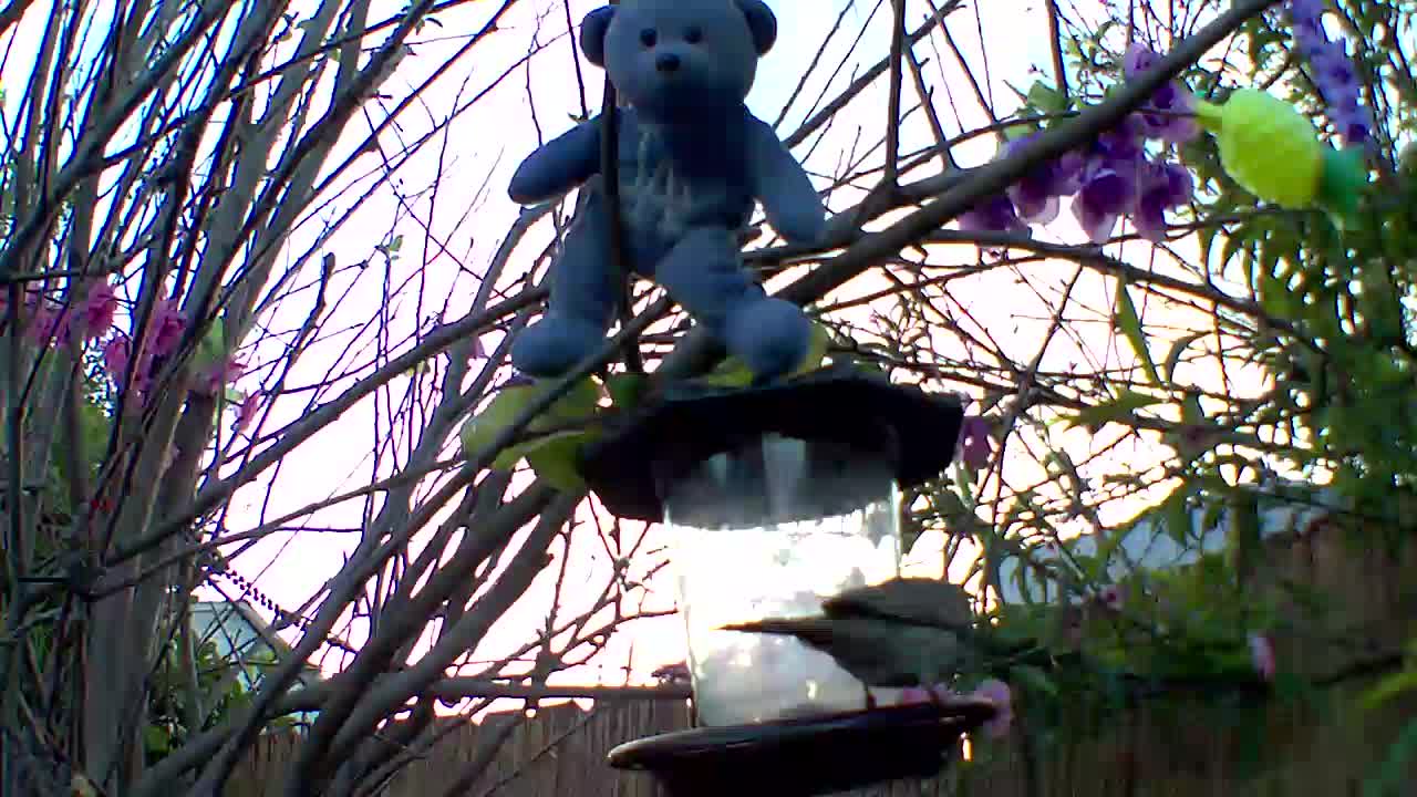 Birds before squirrels