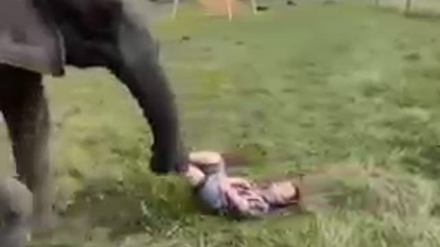 ELEPHANT FUNNY MOMENT