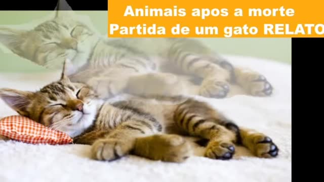 Cats and life after death