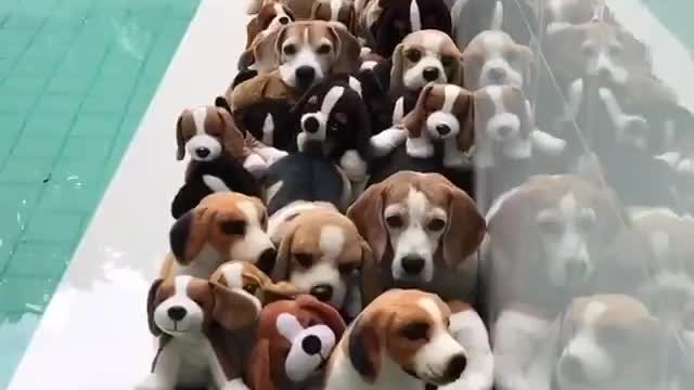 dog love