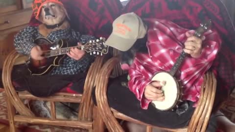 Dogs Plays Bluegrass