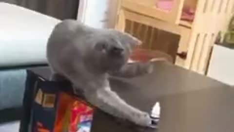 Cat funny reaction