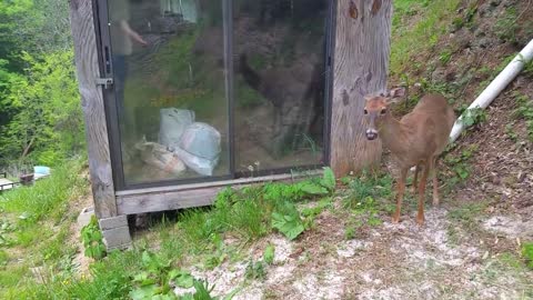 Trying to Pet a Deer