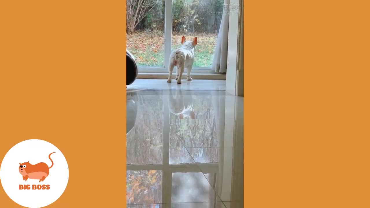 Cute Dogs and Cats Doing Funny Things 2018 _ Funny Cats and Dogs Videos Compilation