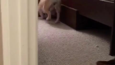 Bulldog disappears under black bed frame