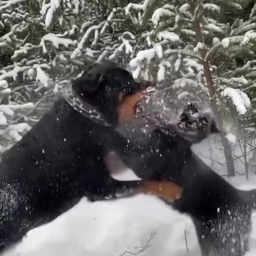 rottweiler x panther puppy