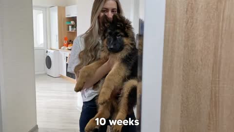 My German Shepherd's Puppy 6 Weeks Transformation