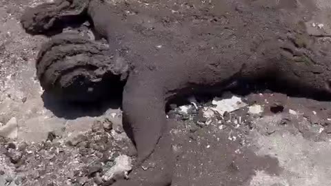 A CHARRED BODY FROM HAWAII?