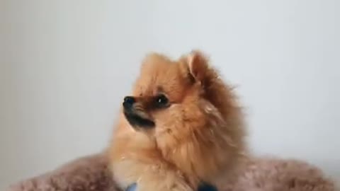 cute puppy