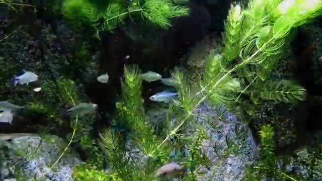 THE BEST 4K Aquarium Video Aquarium 4K TV Screensaver