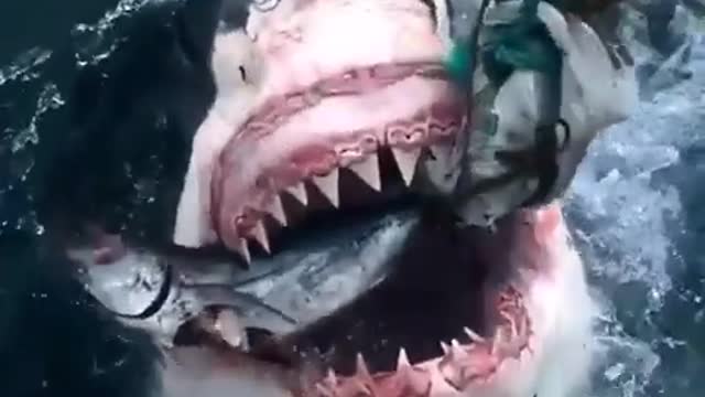 Monster big shark attacks