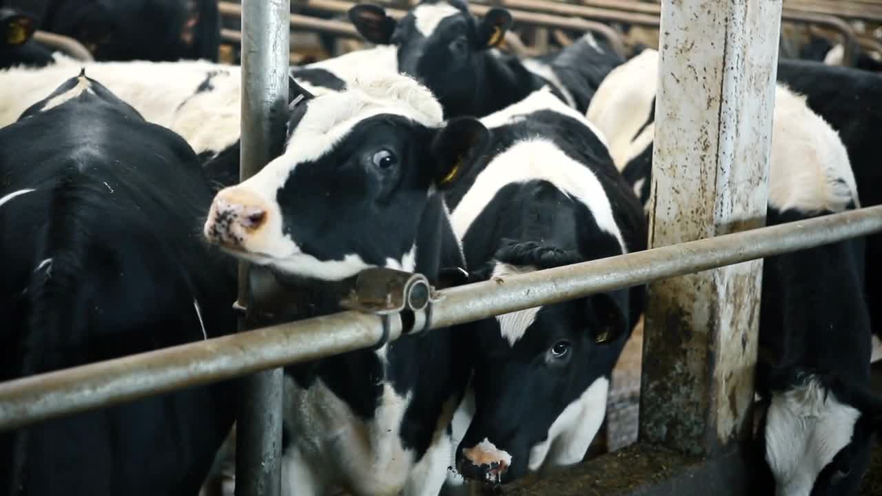 Clean cows in a cowhouse