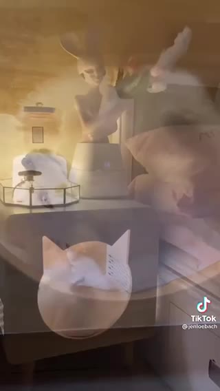 Put the puppy to sleep