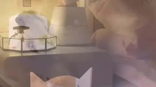 Put the puppy to sleep