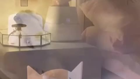 Put the puppy to sleep