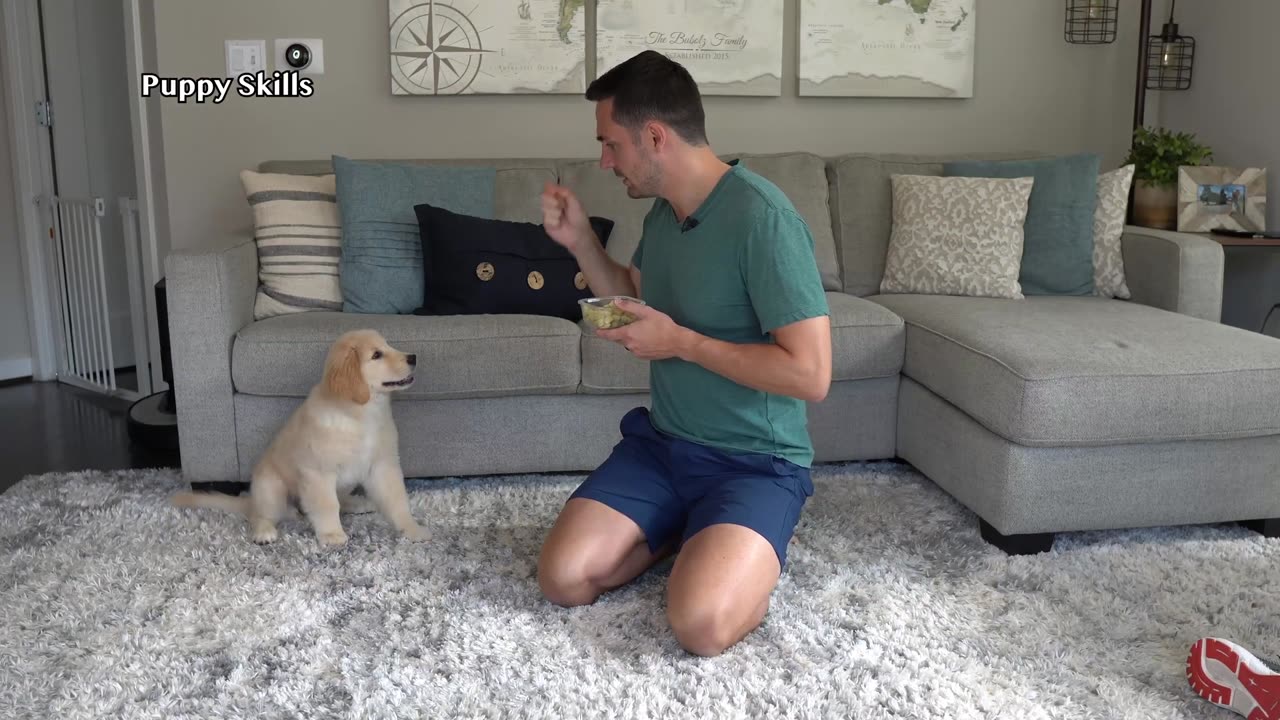 The third week with a puppy!