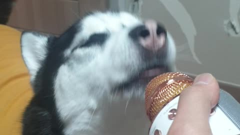 Singing Husky