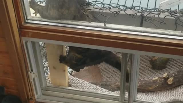 White cat climbing on owner and black cat trying to sneak out balcony