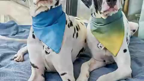 Top 10 funny and cute dog video
