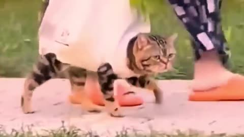 Funny cats
