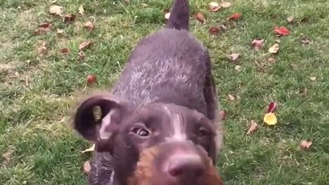Brown dog getting air blown at his mouth
