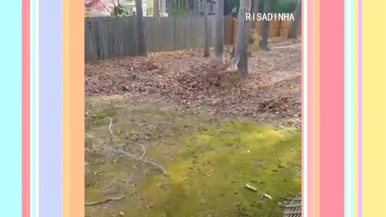 TENTE NÃO RIR #18 CACHORROS ENGRAÇADOS | FUNNY DOGS VIDEOS TRY