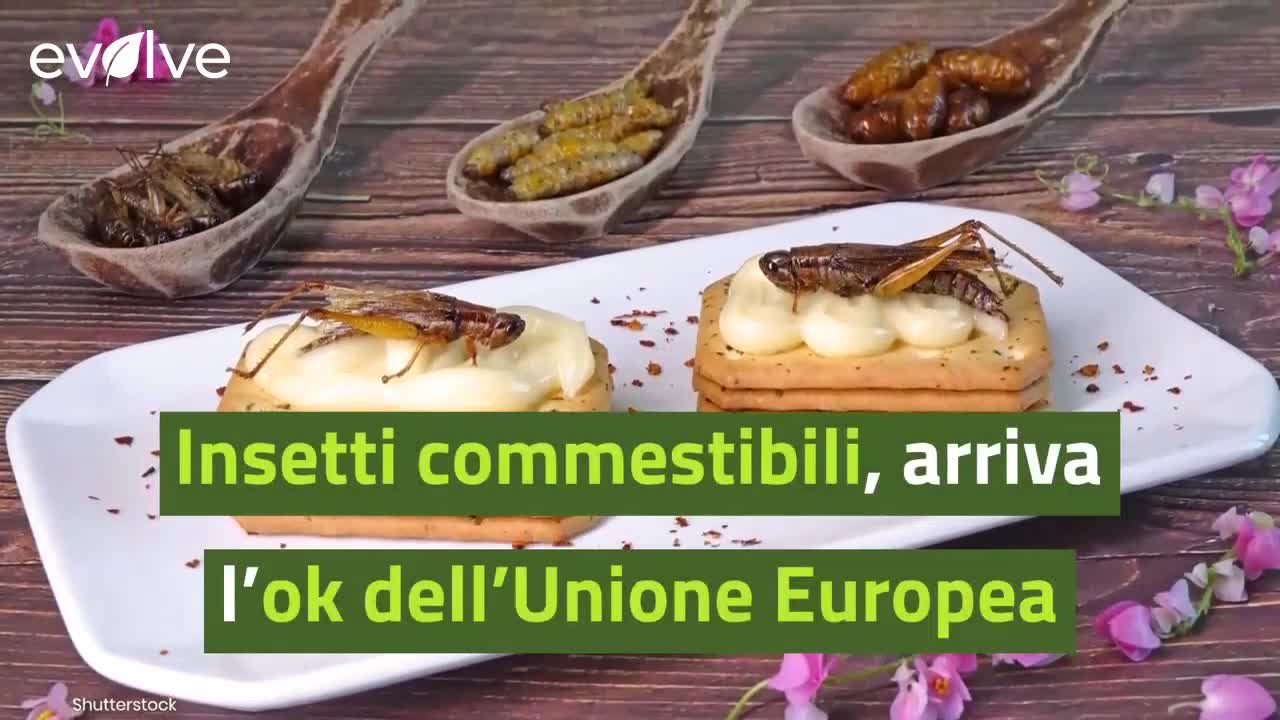 Insetti commestibili, arriva l’ok dell’Unione Europea