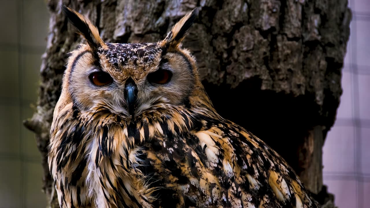 Wild OWL@ Nature forest