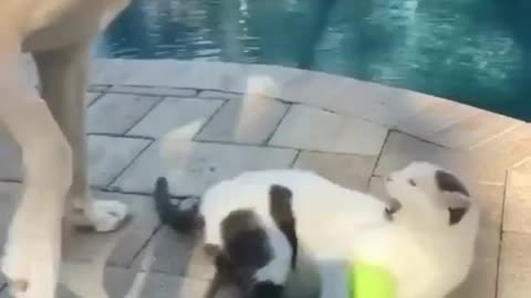 cat say : heyy dog don't touch me my ball😂