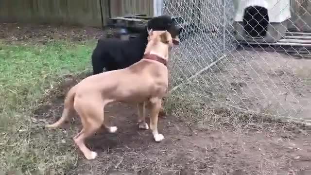 rottweilers fight with pitbul Dogs