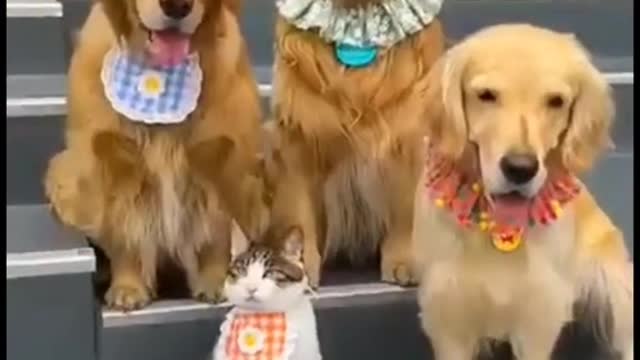 Cat bullying
