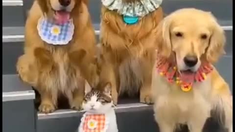 Cat bullying