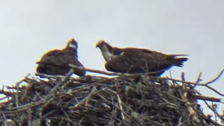 Ospreys nesting