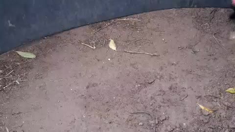 video of my roosters