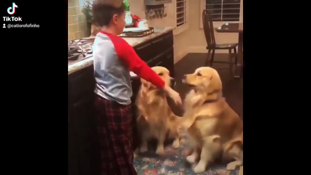 Dogs playing 😍