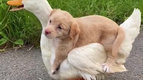 duck dog love