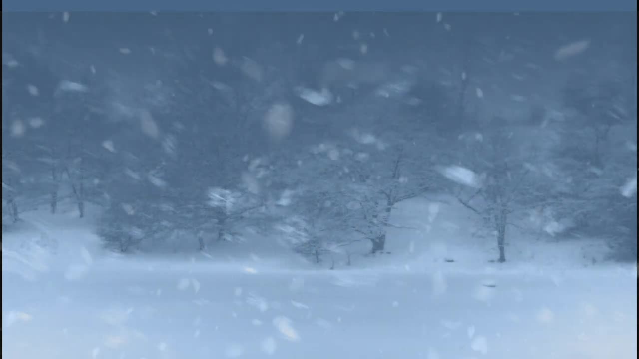 Snowstorm Sounds Wind in the Forest | Blizzard Sounds for Sleep | Relaxation & Staying Cool