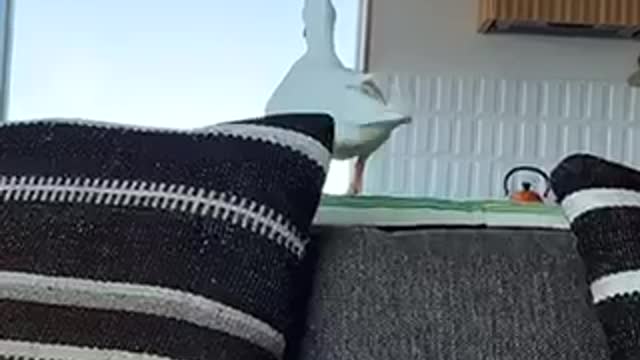 When you want to sit on top of the sofa