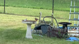 The Bird Bath Dance