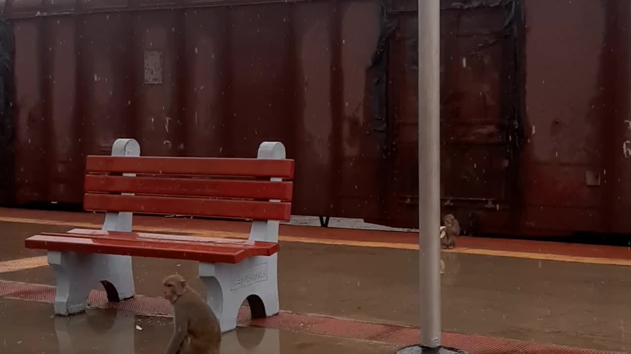 Monke's running in Railway station