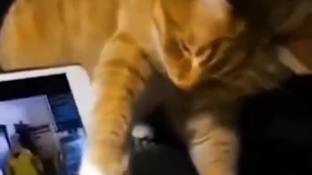 Funny cat videos compilation